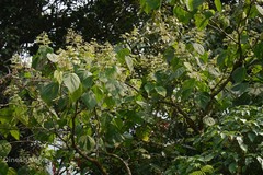 Clerodendrum infortunatum